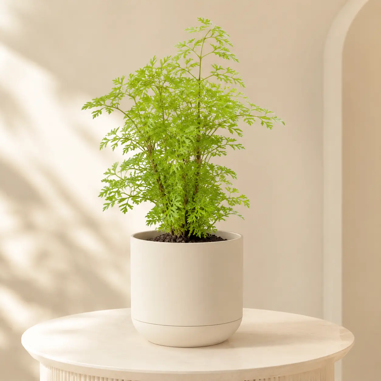 Aralia Golden Plant
