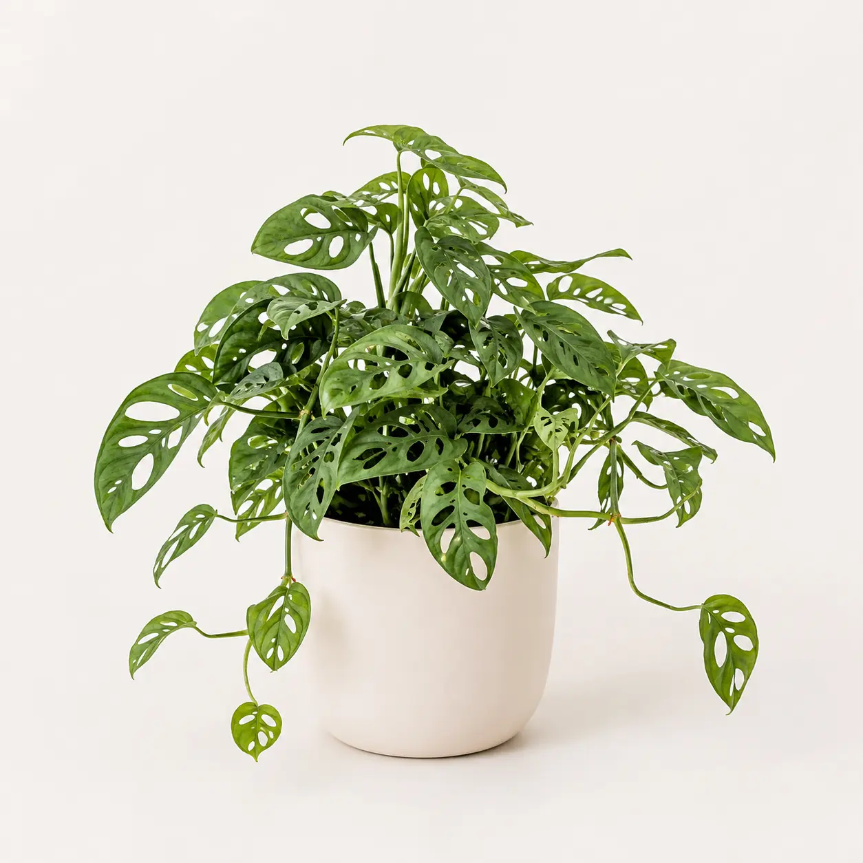 Broken Heart Plant