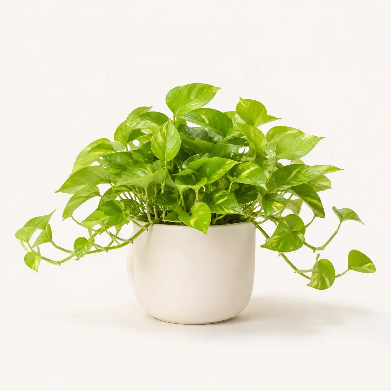 Money Plant Golden