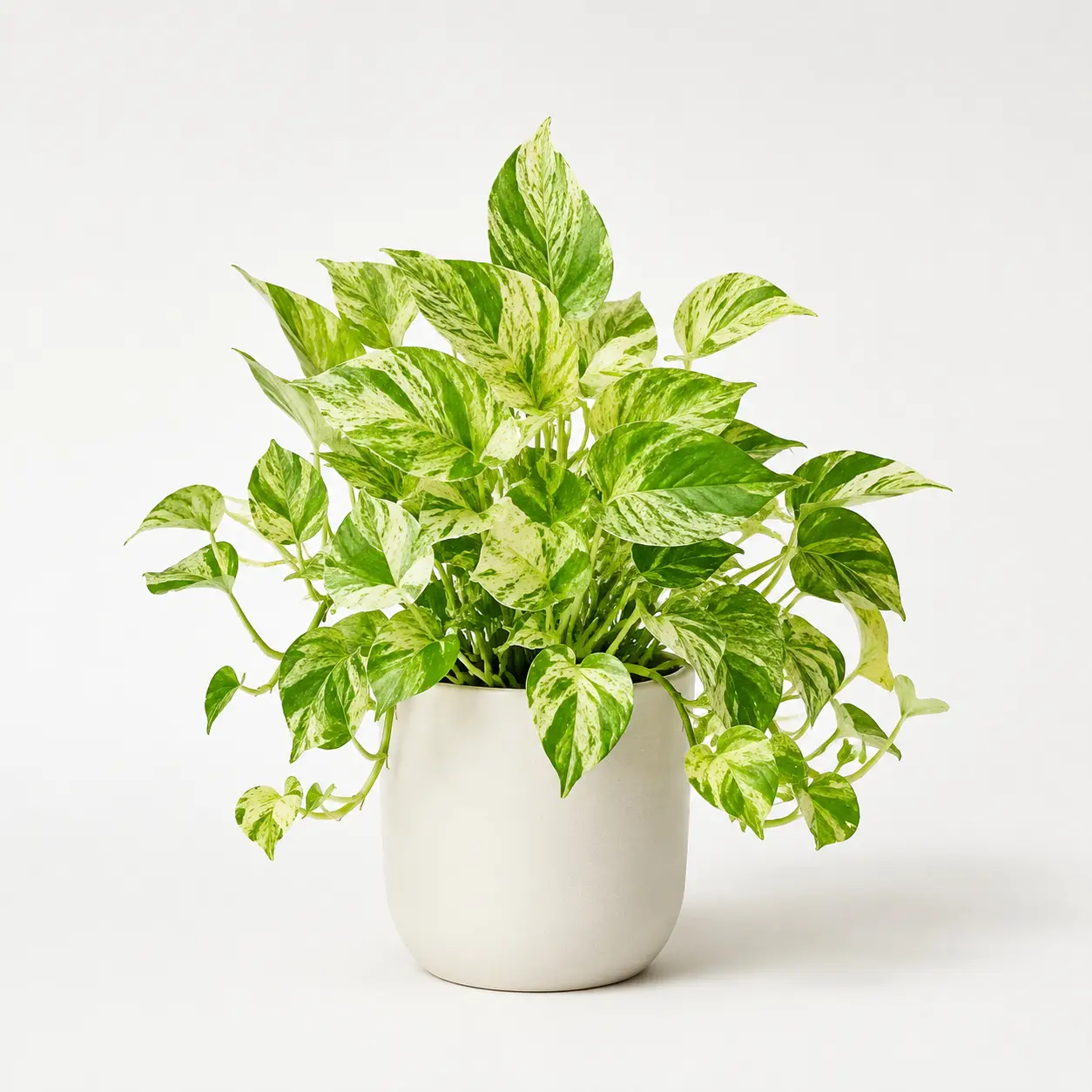 Money Plant Variegated