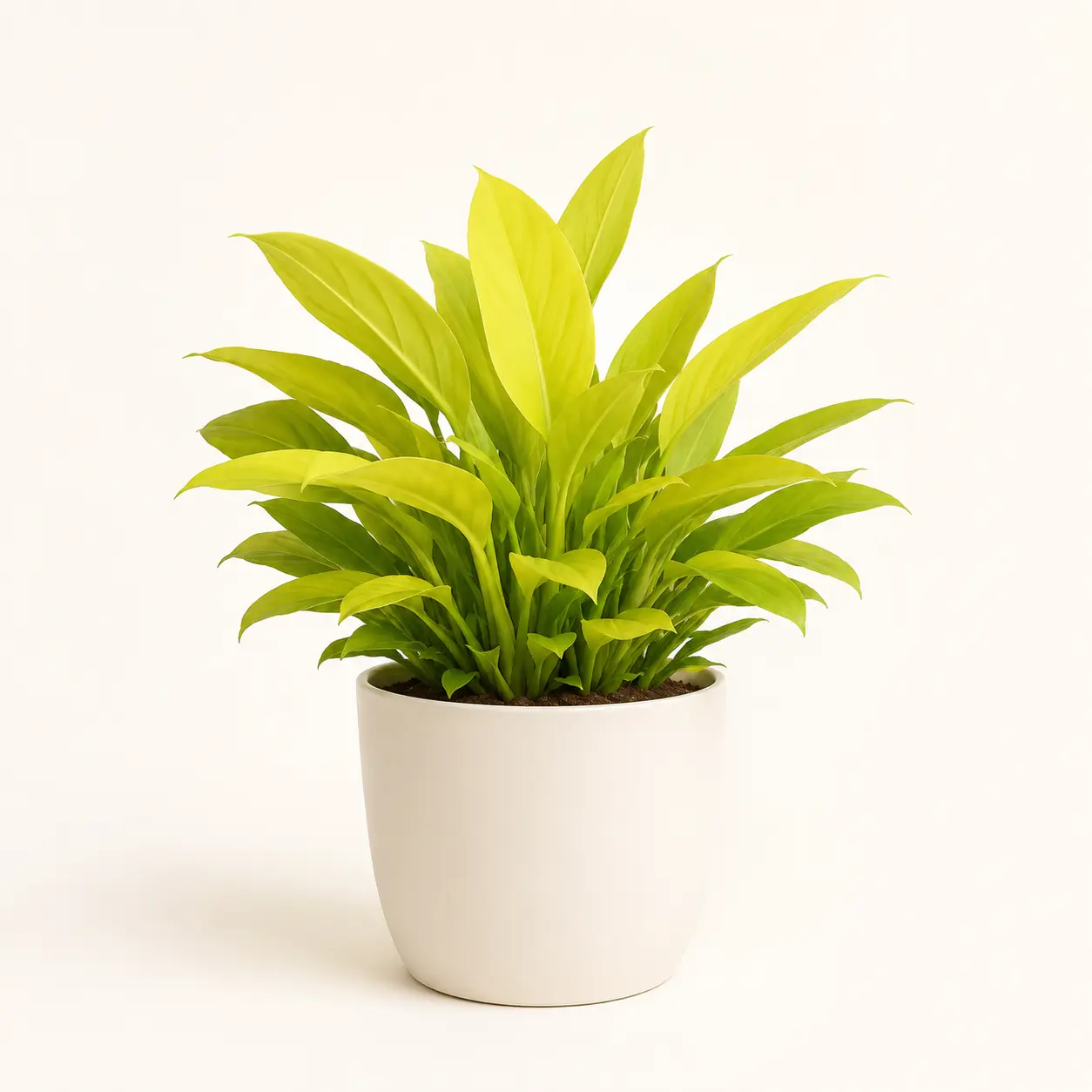 Philodendron Ceylon Golden Plant