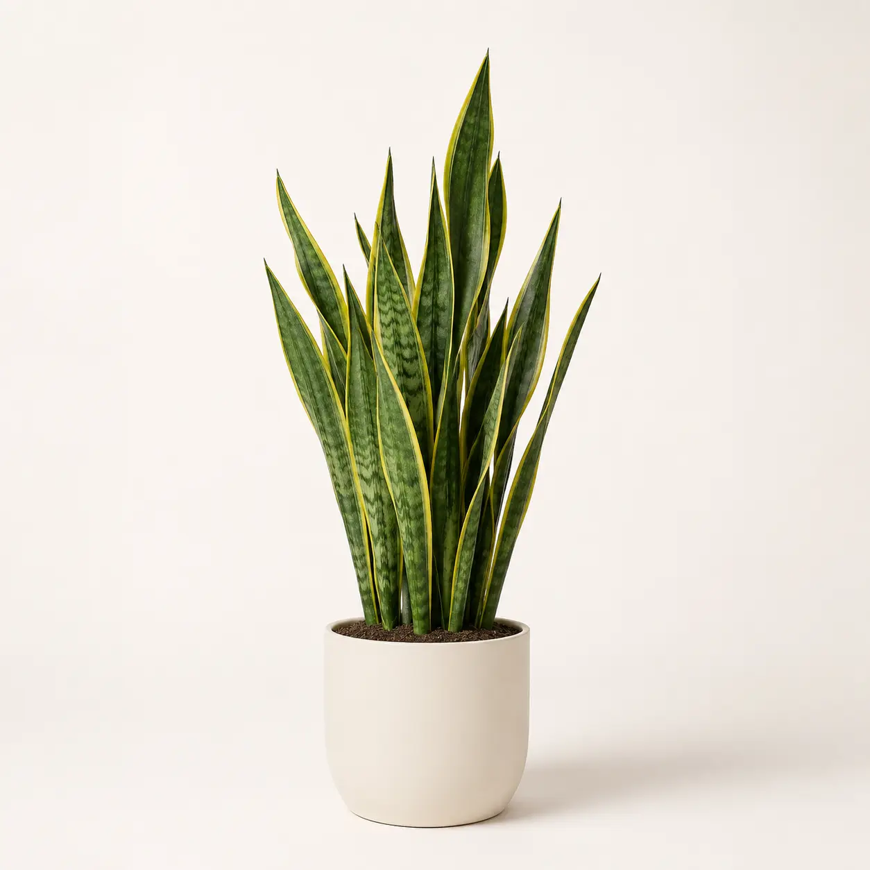Sansevieria Laurentii Plant - XL